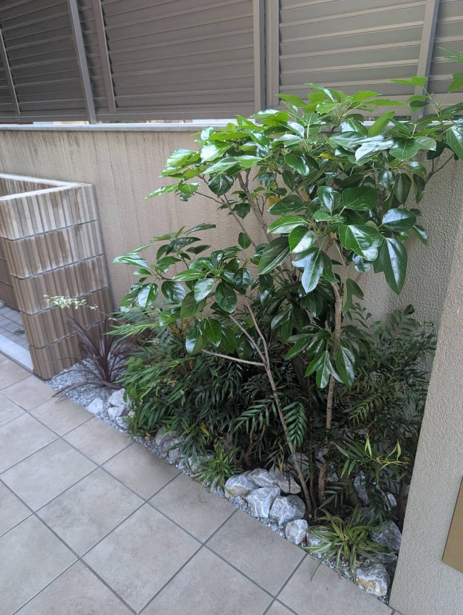 造園施工事例 51 福岡市 マンション エントランスの和洋の植栽